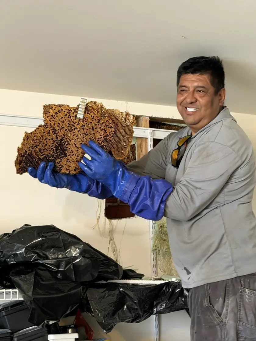 Técnico sosteniendo un panal retirado del interior de una vivienda