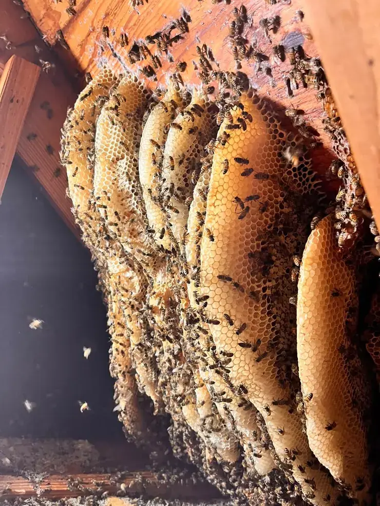 Panal de abejas en una estructura