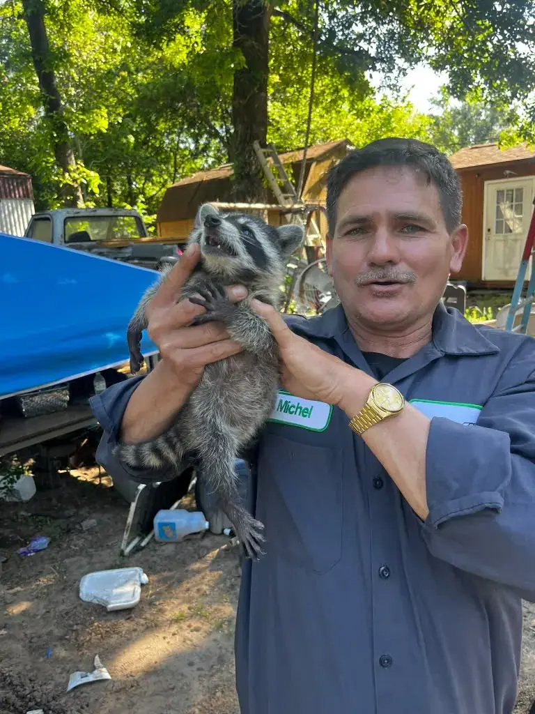 Persona sosteniendo un mapache en el exterior.